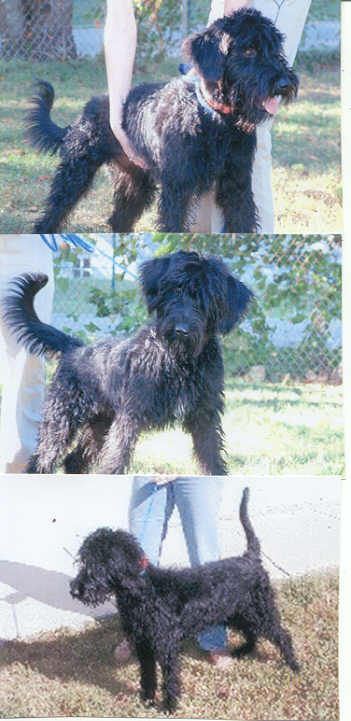 Giant Schnauzer Mix